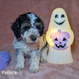Pollock - Black and white male Cockapoo puppy in Sunset, Louisiana from Cano Cockapoos