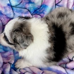 Kai - Blue merle male Border Collie puppy in Conroe, Texas from Aloha Border Collies