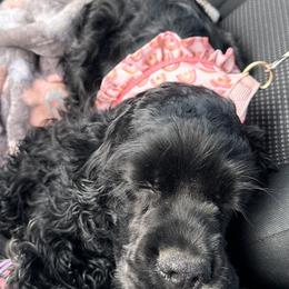 Cocker Spaniel Puppies from Anastasia Knight's Cocker Spaniels