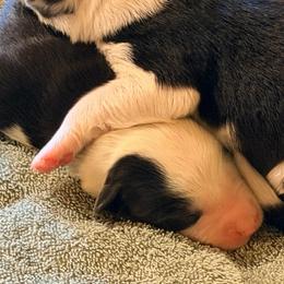 April - Black and white female Border Collie puppy in Lebanon, Oregon from Cahill’s Canines