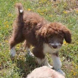 Seraphina - Brown and white female Aussiedoodle puppy in Grand Saline, Texas from Aussies Acre