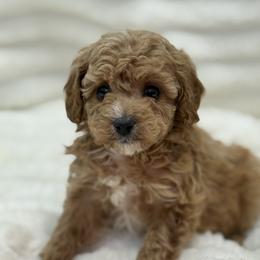 Skittles - Brown female Poodle puppy in Washington, Indiana from Sugarland Puppies