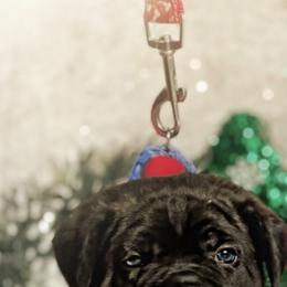 Cane Corso Puppies from Busch Kennels LLC