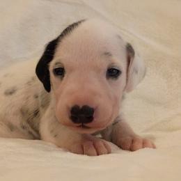 Girl 1 - female Dalmatian puppy in Spring Branch, Texas from D'vine Dalmatians
