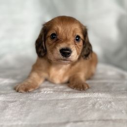 Flynn - Red male Dachshund puppy in Lake City, Florida from KNG FARMS