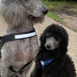 Poodle Puppies from Poodle Palace 918