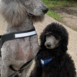 Poodle Puppies from Poodle Palace 918