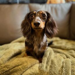 Somer - Dapple female Dachshund puppy in Lumber City, Georgia from Willow Run LLC