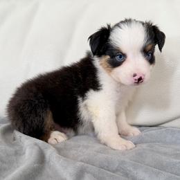 Finley - Black tri-color female Australian Shepherd puppy in Ohio from Fetchington Run Australian Shepherds