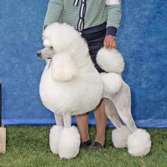 Brandi - Poodle