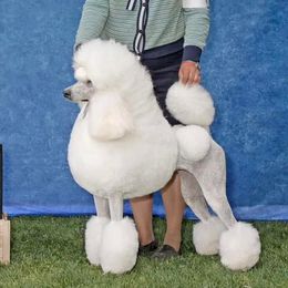 Brandi - Poodle