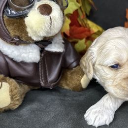 Sam - Buff male Cockapoo puppy in Placerville, California from Rpuppies