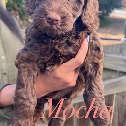 Cockapoo and Goldendoodle Puppies from My Forever Best Friend