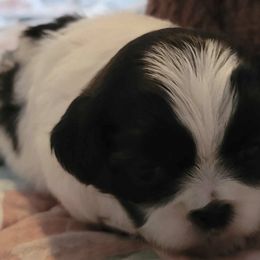 Shih Tzus from Chyrie Shih Tzus
