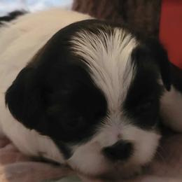 Shih Tzus from Chyrie Shih Tzus