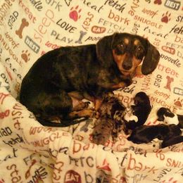 Ellie - Dachshund