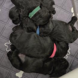 Cocker Spaniel puppies from Classy Cockers of Wake Forest