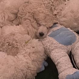 Poodles from Savicah Poodles