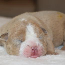 Zeke - Fawn and white male Bulldog puppy in Winnsboro, Texas from JP Ranch Bulldogs