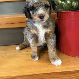 Mr Grey - Merle male Bernedoodle puppy in Hines, Oregon from Switch Canyon Doodles