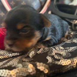 Boy 2 - Black and gold male Yorkshire Terrier puppy in Taylorsville, North Carolina from SilverLining highlands and hounds