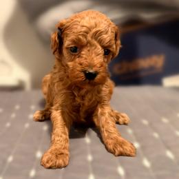Caspian - Red  male Poodle puppy in Bells, Texas from Partridge Doodles and Poodles