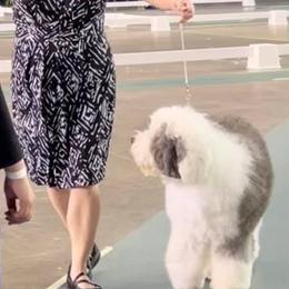 Old English Sheepdogs from Dea's Old English Sheepdogs