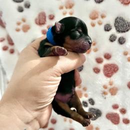 Blue boy - Black and tan male Yorkshire Terrier puppy in Las Vegas, Nevada from Lala’s Pups