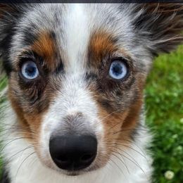 Aussiedoodles, Cockapoos, Goldendoodles, Poodles, and Toy Australian Shepherds from CW Aussiedoodles