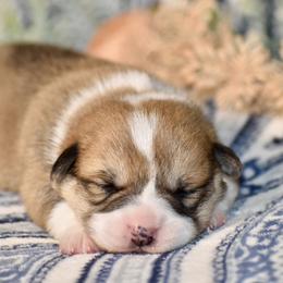 Leonardo - Red male Pembroke Welsh Corgi puppy in East Canton, Ohio from Victorian Farms