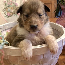 Collie Puppies from Goodwin Collies