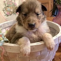 Collie Puppies from Goodwin Collies