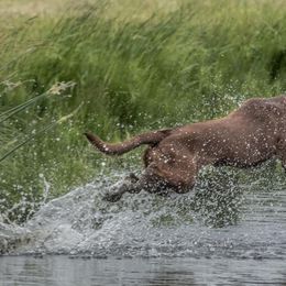 Labrador Retriever All Grown Up from On Point Labradors