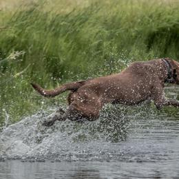 Labrador Retriever All Grown Up from On Point Labradors