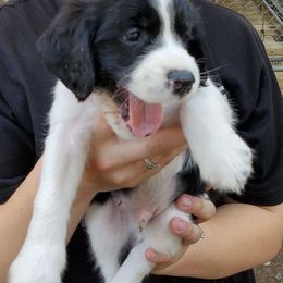 English Springer Spaniel Puppies from Spring of Joy Kennel