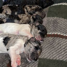 Labradoodle Puppies from Stephanie Roberts