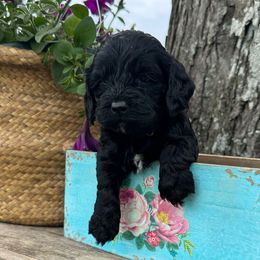 Girl 3 - Black female Cockapoo puppy in Lake Tansi, Tennessee from Davis cockapoos