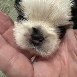 Boy 1 - Gold and white male Shih Tzu puppy in Sevierville, Tennessee from Ridgehaven Shih Tzus