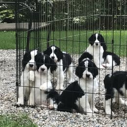 English Springer Spaniel Puppies from Chivalry English Springer Spaniels