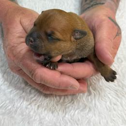 Female 1 - Red female Staffordshire Bull Terrier puppy in Lakeland, Florida from English Creek Staffords