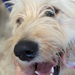 Girl 4 - Cream Goldendoodle puppy in Texas from Hoppi Sensory Doodles