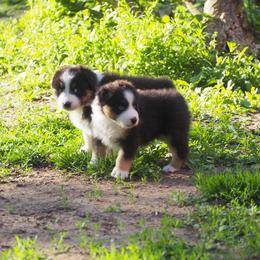 Stella - Black tri-color female Australian Shepherd puppy in Cape Girardeau, Missouri from Promise Keeper Kennel