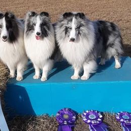 Shetland Sheepdogs from Shadow Hill Shelties