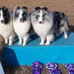 Shetland Sheepdogs from Shadow Hill Shelties