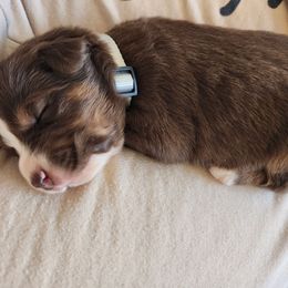 Grey - Red tri-color male Australian Shepherd puppy in Camp Verde, Arizona from Diamond Pines Farm