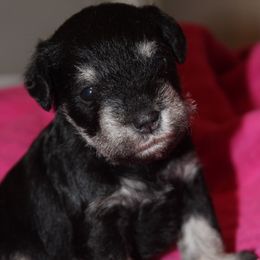 Macy - Black and silver female Miniature Schnauzer puppy in Richardton, North Dakota from Crooked Tree Ranch