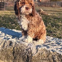 Grace - Red and white female Cockapoo puppy in Connersville, Indiana from MoonShine Babies