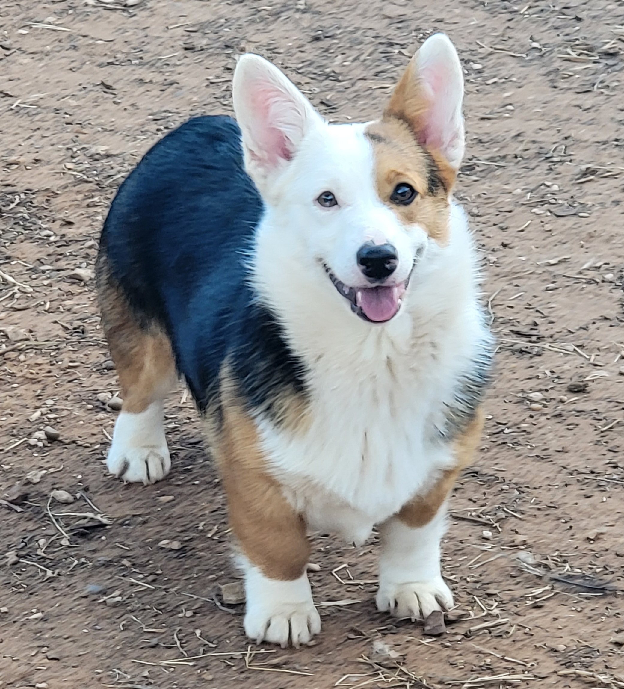 Girl 1 - Pembroke Welsh Corgi puppy in Anton, Texas from X Bar's Lil Legs of Texas