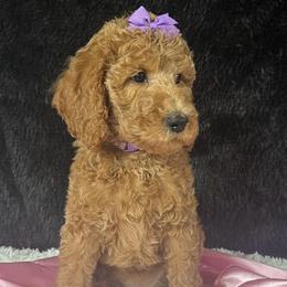 Purple girl - Apricot female Poodle puppy in Bowling Green, Kentucky from Ritzy Red Poodles