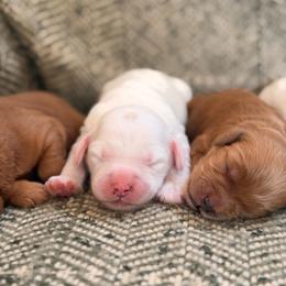 Girl 3 - Red  female Goldendoodle puppy in Glendale, Arizona from Follow Your Bliss Doodles